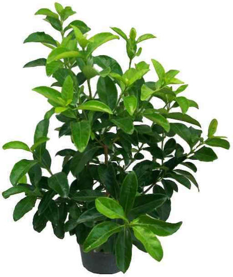 Oem Viburnum Lucidum Viburnum Tinus 'Lucidum' 1,3 Lt 20/40 Oem Viburnum Lucidum Viburnum Tinus 'Lucidum' 1,3 Lt 20/40