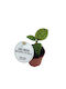 Macodes Petola Jewel Orchid