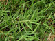 Uganda Bermuda Grass Seed Cynodon Dactylon 1kg