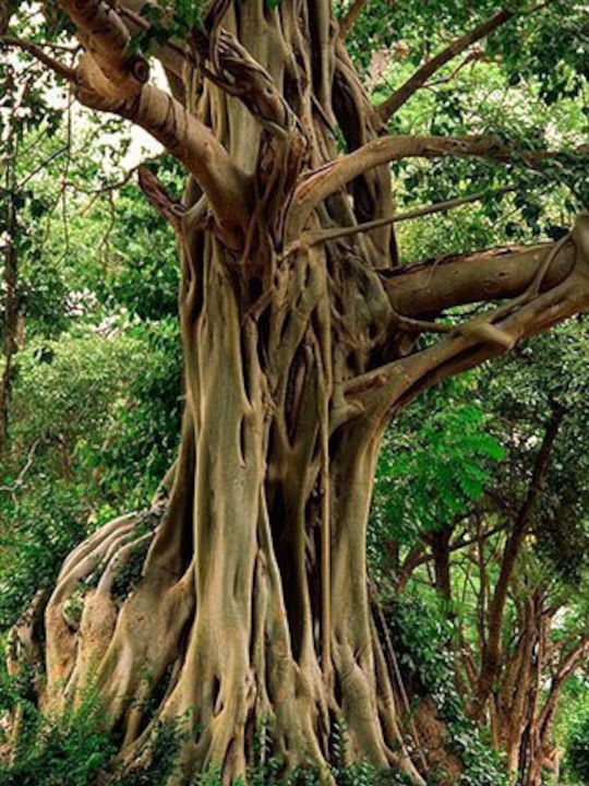 Ιερό Δέντρο Ινδίας Ficus Religiosa 200+ Σπόροι