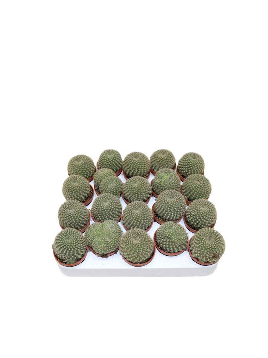 Ребуция (Rebutia Violaciflora) 5,5 см