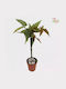 Begonia Tamaya On Stem