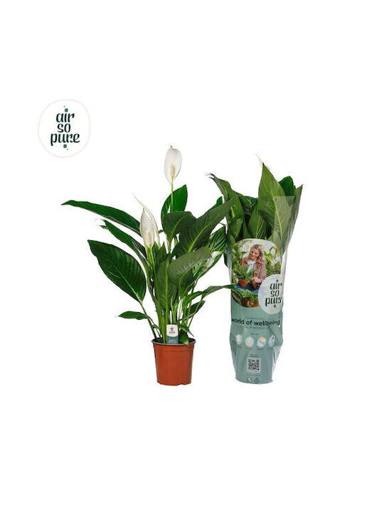 Spathiphyllum Sweet Chico 5+ Peace Lily