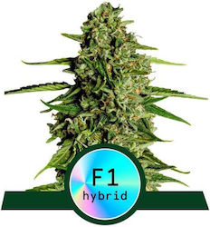 Royal Queen Seeds Medusa F1 Seeds Cannabis