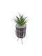 Sukkulente Pflanze in Topf Grau 25cm Uncle George