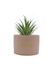 Sukkulente Pflanze in Topf Rosa 17cm Uncle George