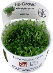 Tropica 1-2-grow Plantă acvatică vie
