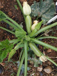 Zucchini Astro F1 500 seeds Agricultural