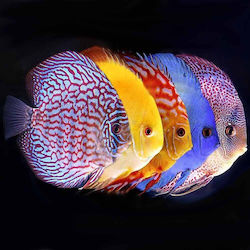 Symphysodon Aequifasciatus Astd 5cm