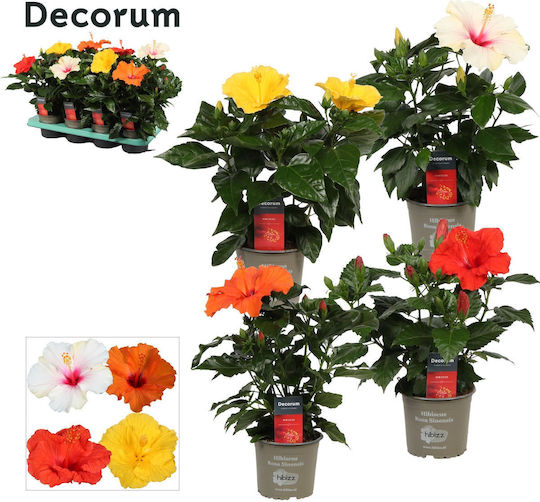 Hibiscus Rosa Sunny Lucca Orange