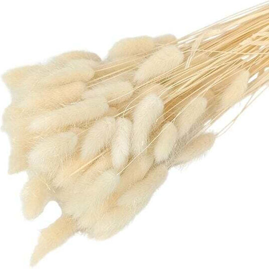 Dried Plant Bunny Tails White