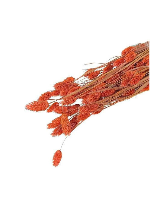 Dried Plant Orange 1pcs