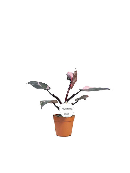 Philodendron Pink Princess