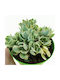 Crassula Moneymaker