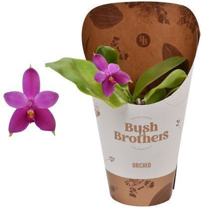 Phalaenopsis Violacea Duftend