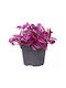 Tradescantia "pink Paradise"
