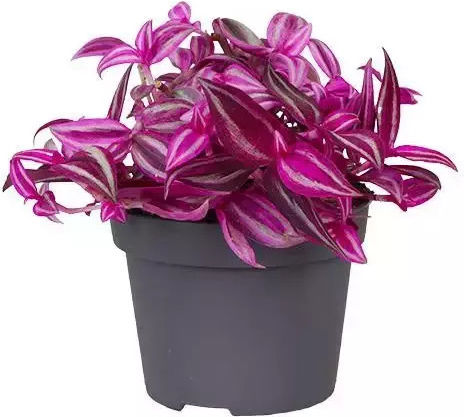 Tradescantia "pink Paradise"