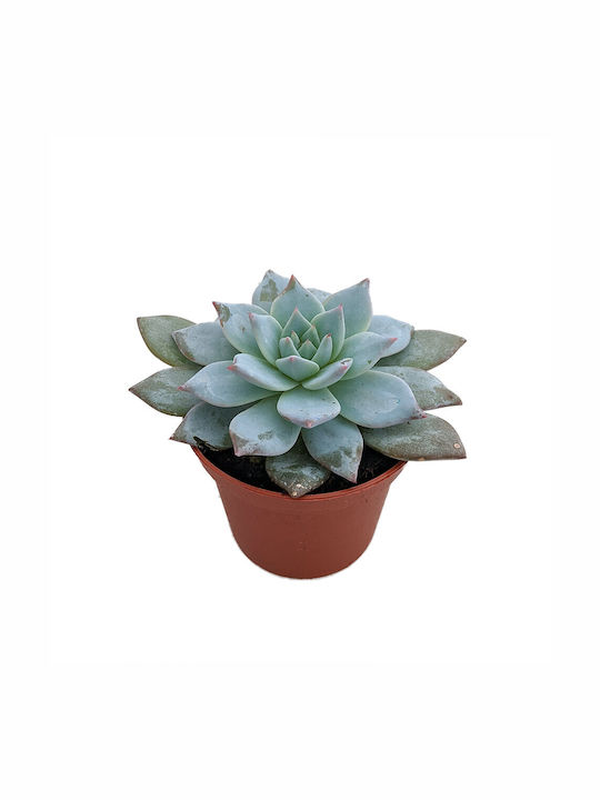 Echeveria Bluebird