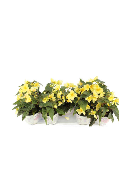 Begonia Beauvilia Lemon 15cm