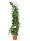 Oem Chios Jasmine Jasminum Grandiflorum 9 Lt 200/250