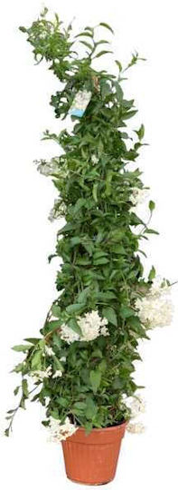 Oem Chios Jasmin Jasminum Grandiflorum 5 Lt 150/175 Oem Chios Jasmin Jasminum Grandiflorum 5 Lt 150/175