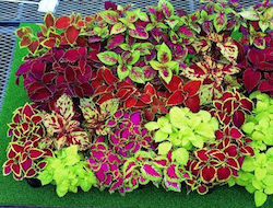 Coleus Schöne Blatt Mix Farbe Samen Packung 0,03g Samen