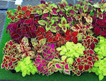 Coleus Schöne Blatt Mix Farbe Samen Packung 0,03g Samen