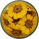 Margarete comestibile galbene 15 bucăți Rosie Rose