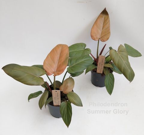 Philodendron Summer Glory