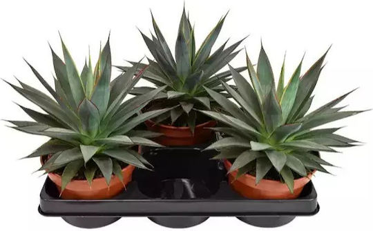 Etichetă Agave Shaka Zulu "blue Glow"