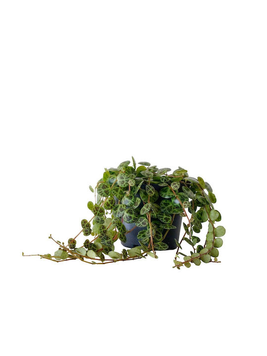 Peperomia Prostrata 11cm