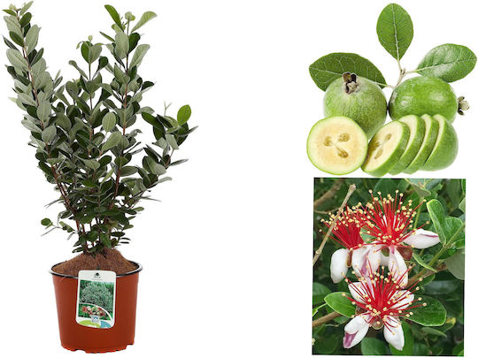 Feijoa Φειζόα
