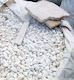 Weiße Kieselsteine 3-6cm Big Bag 1000-1200kg