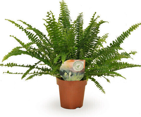 Nephrolepis Exal "grüne Dame"