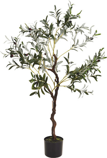 Olive Topfpflanze Olive Topfpflanze