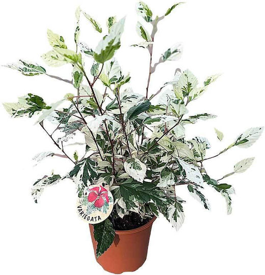 Hibiscus 'variegata' 19cm