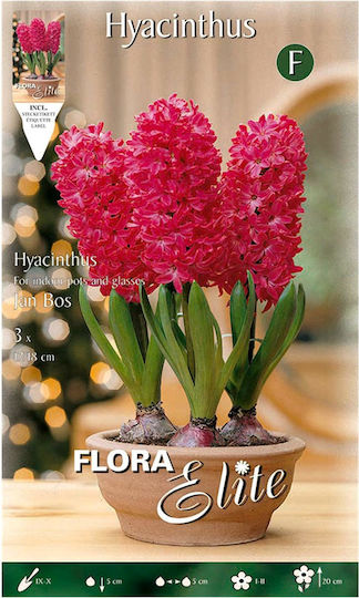 Flora Elite Луковици Hyacinthus Розово детско столче за кола 3бр