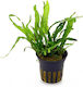 Live Aquarium Plants Microsorum Green Gnome