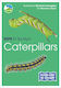 Rspb Id Spotlight