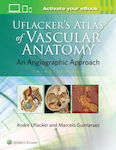 Uflacker's Atlas Of Vascular Anatomy