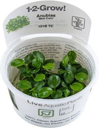 Tropica Anubias Mini Coin 1-2-grow Ζωντανό Φυτό Ενυδρείου Tropica Anubias Mini Coin 1-2-grow Ζωντανό Φυτό Ενυδρείου
