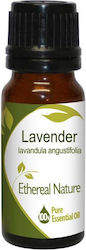 Lavender Essential Oil 10ml