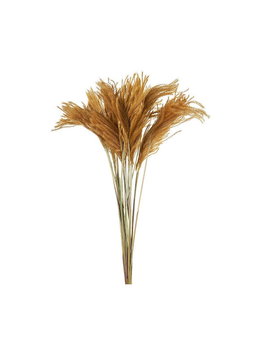 Dried Plant Grass