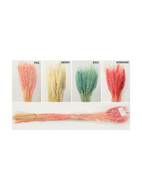 Dried Plant Ecru 70cm 50pcs