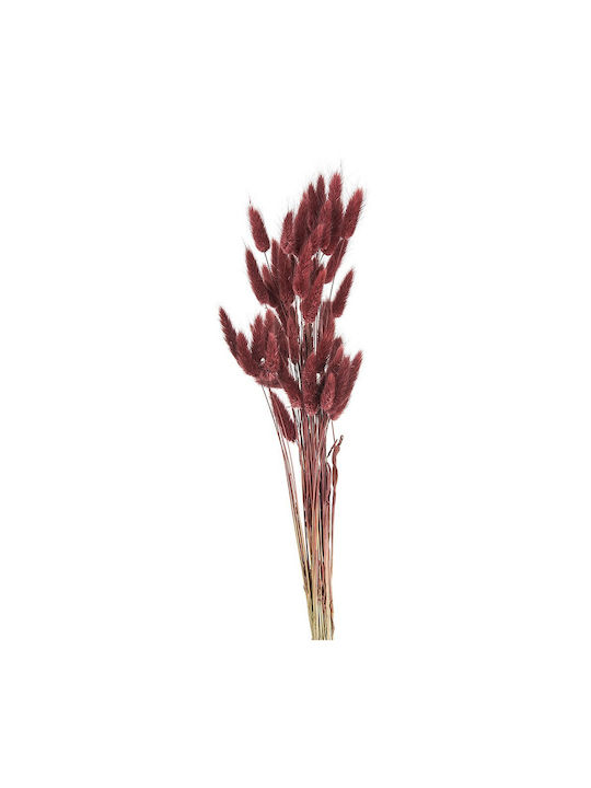 Dried Plant Lagurus Red 1pcs