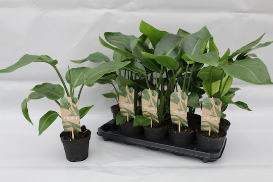 Strelitzia Nicolai