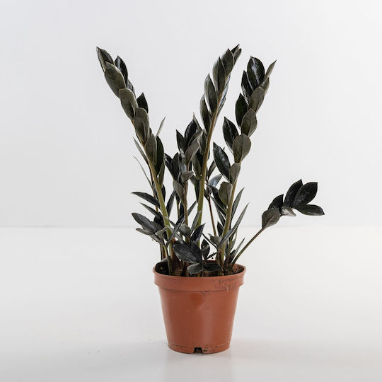Zamioculcas Zamicro Dark