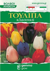 Bulb Tulipς