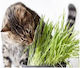 Cat Grass Iarbă pentru Tulburări Gastrointestinale 50g