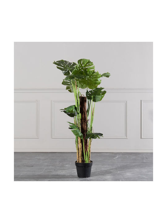 Μονστέρα Εξωτερικού Χώρου 130cm Supergreens